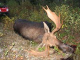 chasseorignalcharlevoix1